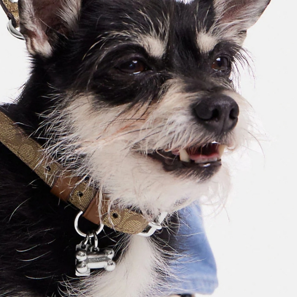 Coach dog collar & leash
